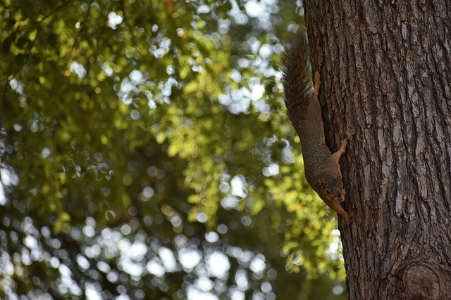 中国混双新 中国混双新