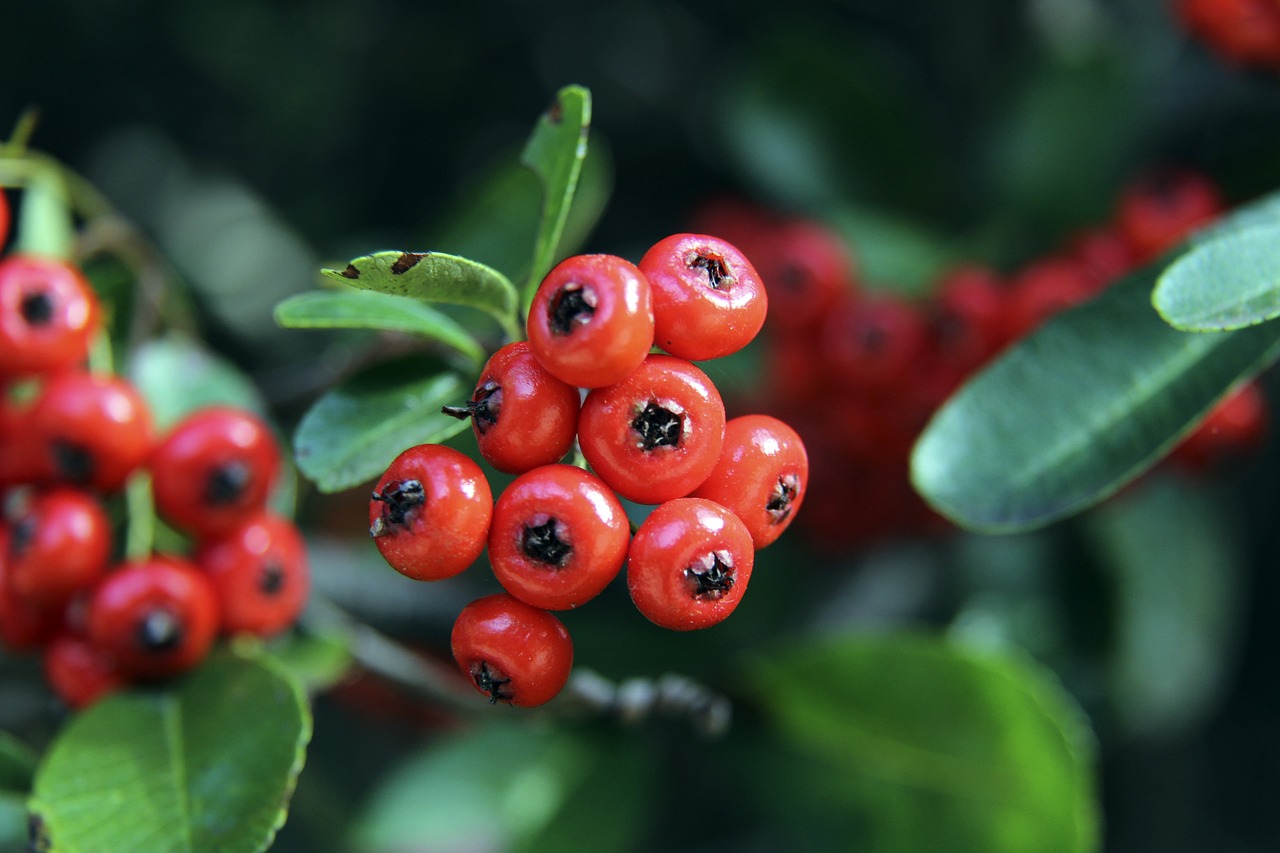 但他的海外 但他的海外